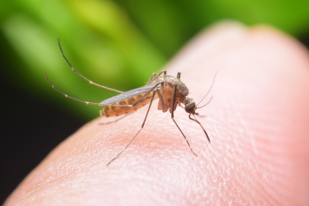 Kenali Karakter Nyamuk Aedes Aegypti dan Cara Menghindarinya